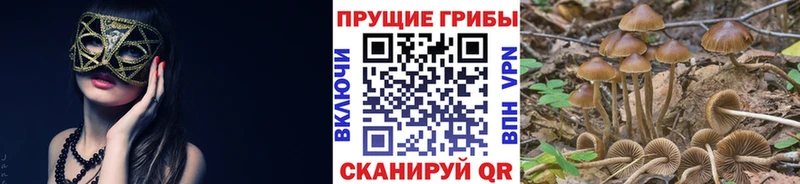 цены   маркетплейс формула  Галлюциногенные грибы мухоморы  Петропавловск-Камчатский 